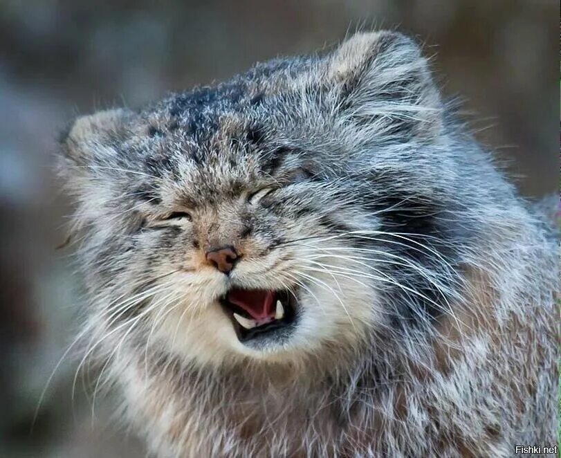 Кот Манул. Сибирский дикий кот Манул. Манул злой. Кот Манул злой.