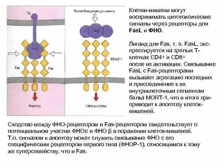 Геном клетка мишень. Геном клетка мишень. Геном клетка мишень. Клетки – мишени имеют :. Ген мишень.