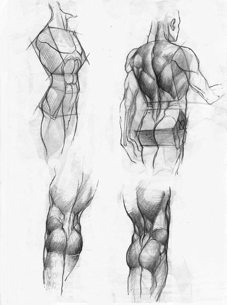 Тело для рисования. Анатомия для рисования. Тело карандашом. Анатомия тела для рисования.