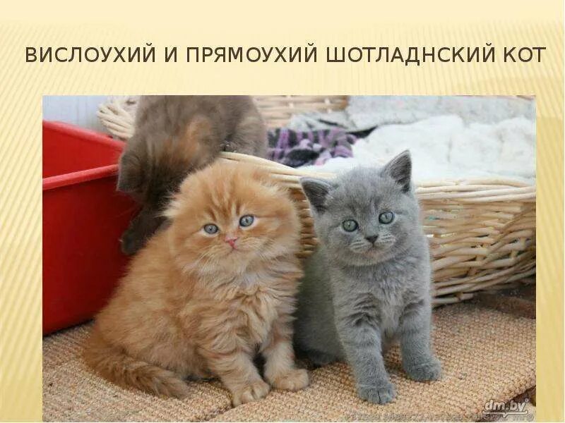 Кормление шотландских вислоухих котят. Шотландская котята прямоухая корм. Чем кормить шотландского вислоухого котенка. Шотландские котята прямоухие меняются шерсть. Котенку месяц вислоухий чем кормить