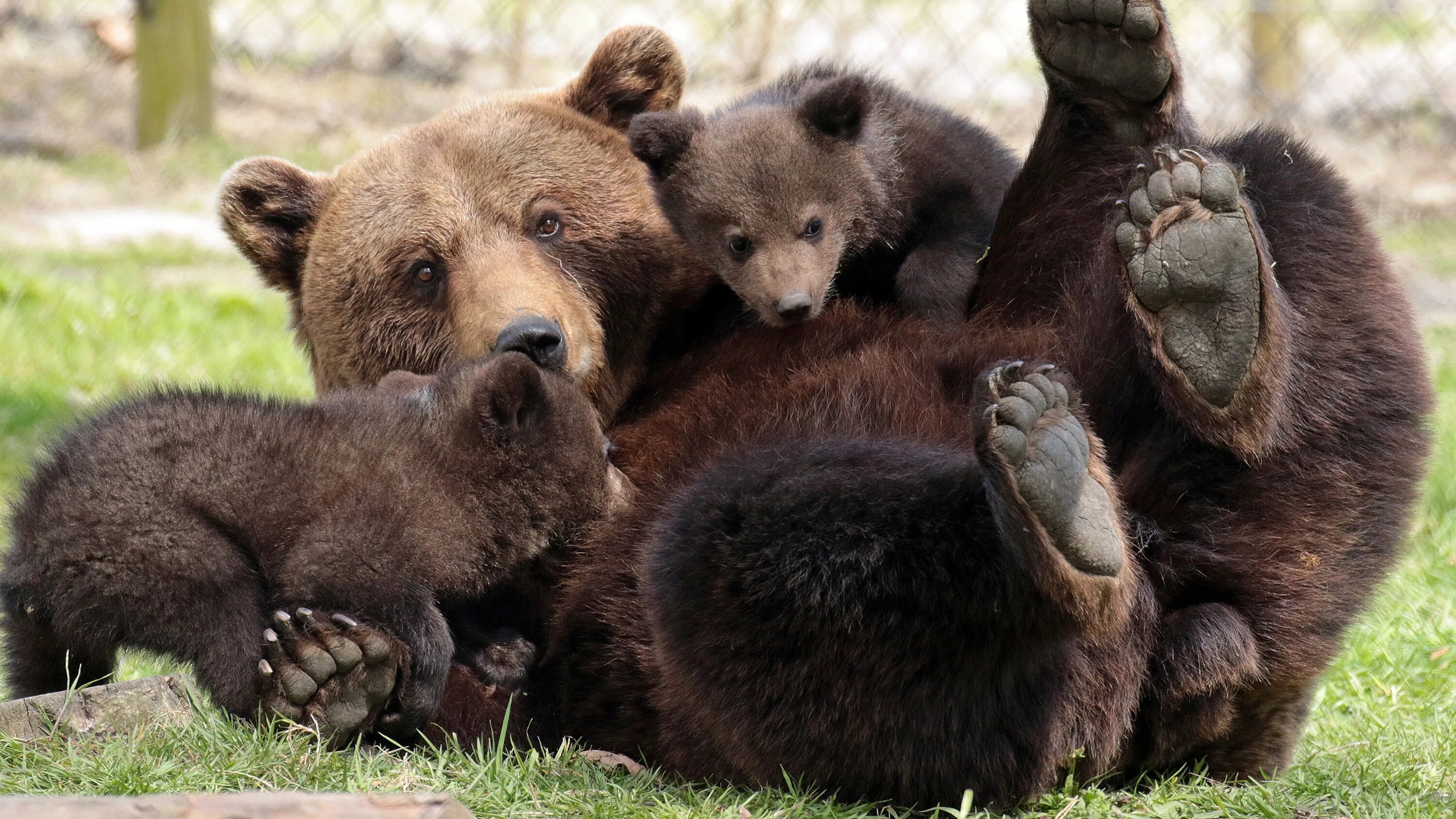 Медведь Медведица Медвежонок. Млекопитающие медведь. Медведица с медвежатами. Детеныш медведя.