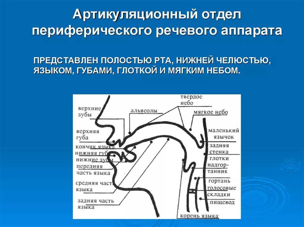 Голосовой англо. Строение периферического отдела речевого аппарата. Схема строение речевого аппарата Центральный и периферический. Строение речевого аппарата таблица. Строение и функции артикуляционного отдела речевого аппарата.