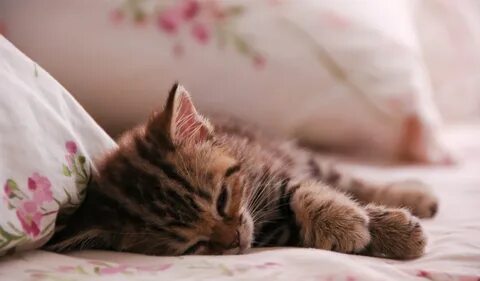 К чему снятся котята женщине маленькие живые
