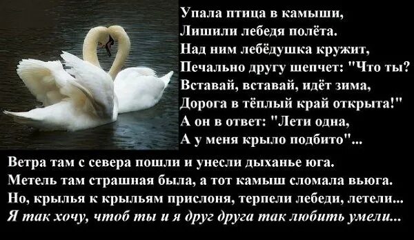 Скажите лебеди текст. Верность лебедей стихи. Упала птица в камыши. Стихотворение о лебеде. Стихотворение про лебедя.