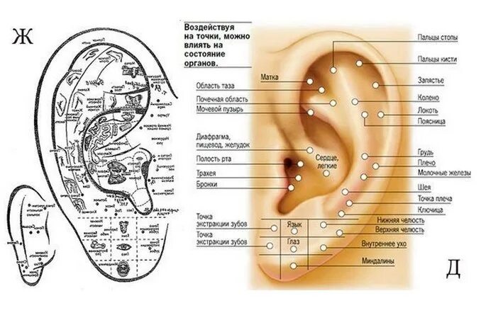 Шумах где находится. Схема точек акупунктуры ушной раковины. Биологически активные точки - точки акупунктуры. Ухо точки акупунктуры схема. Проекция внутренних органов на ушной раковине.