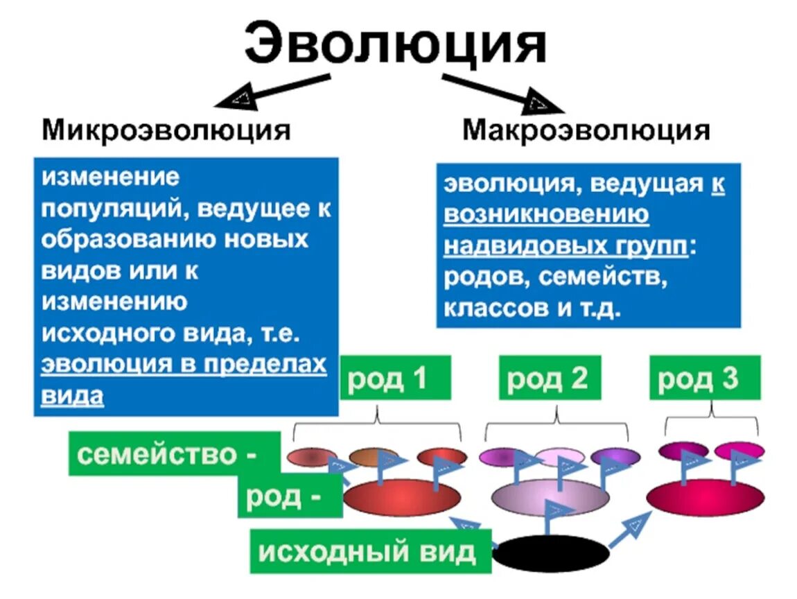 Результат микроэволюции появление. Микроэволюция 2) Макроэволюция. Макроэволюция биология 11 класс. Эволюционный процесс 1) микроэволюция 2) Макроэволюция. Микроэволюция и Макроэволюция 9 класс.