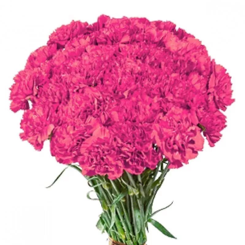 моно букет из гвоздик. продам гвоздик. гвоздика барбатус грин. магазин диантус мурманск на свердлова. продам гвоздик.