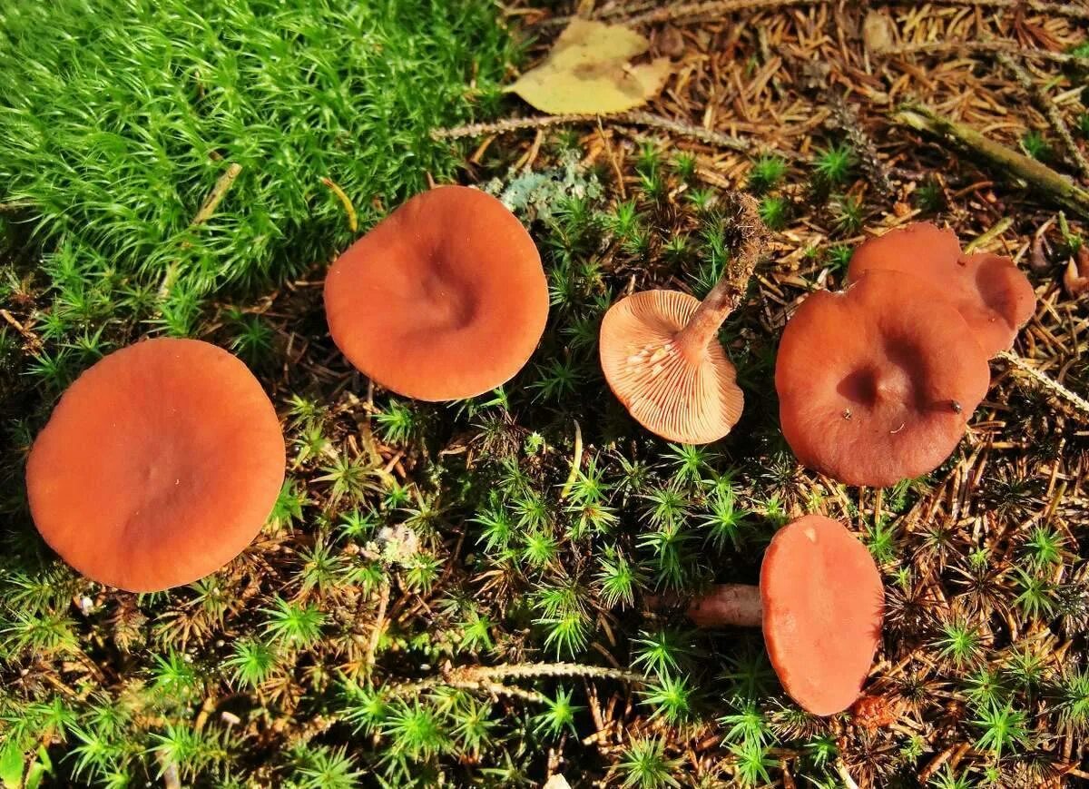 Рыжики название. Млечник неедкий оранжевый. Млечник Рыжик гриб. Млечник неедкий гриб. Млечник краснушка.