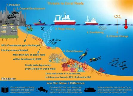 Coral Reef Conservation: A Treasure Worth Saving (Updated 2023) .