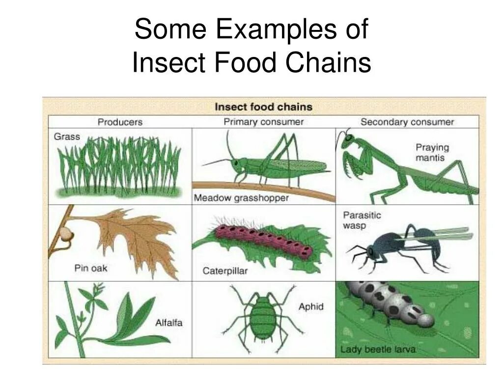 Пищевая цепь с личинкой поденки. Food Chain examples. Жук = паук = многоножка = Скорпион = ящерица пищевая цепь. Pest example.