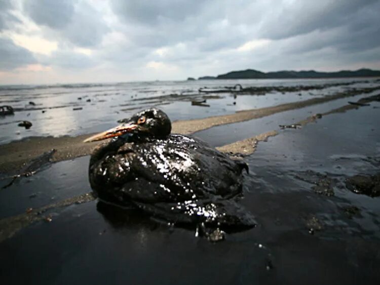 Разлив нефти в воде. Нефтяное загрязнение воды. Загрязнение водоемов нефтепродуктами. Загрязнение природы нефтью. Аварии с загрязнением окружающей среды