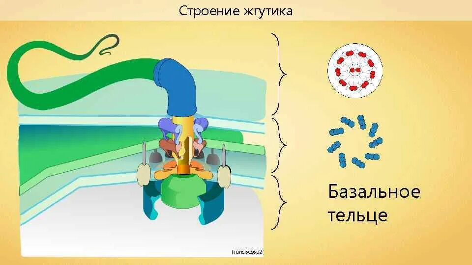 Базальные тельца ресничек. Базальное тельце жгутика. базальное тельце строение. базальное тельце жгутика строение. базальные тельца ресничек и жгутиков.