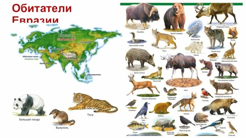 2 животных из евразии. Животный мир Евразии список. Животные материков Евразия. Животные для Евы. Животные которые живут в Евразии.