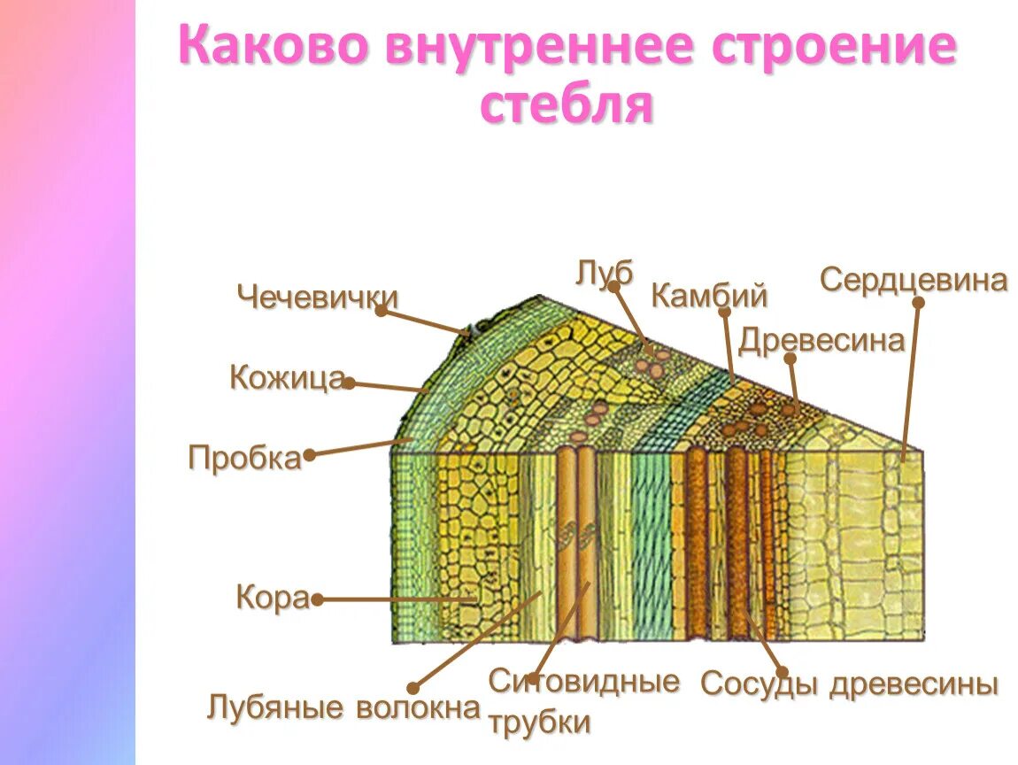 Камбий сосуды устьица древесинные волокна какое понятие. Внутреннее строение стебля дерева 6 класс биология. Строение стебля древесина Луб. Строение среза стебля древесного растения. Строение стебля покрытосеменных растений.