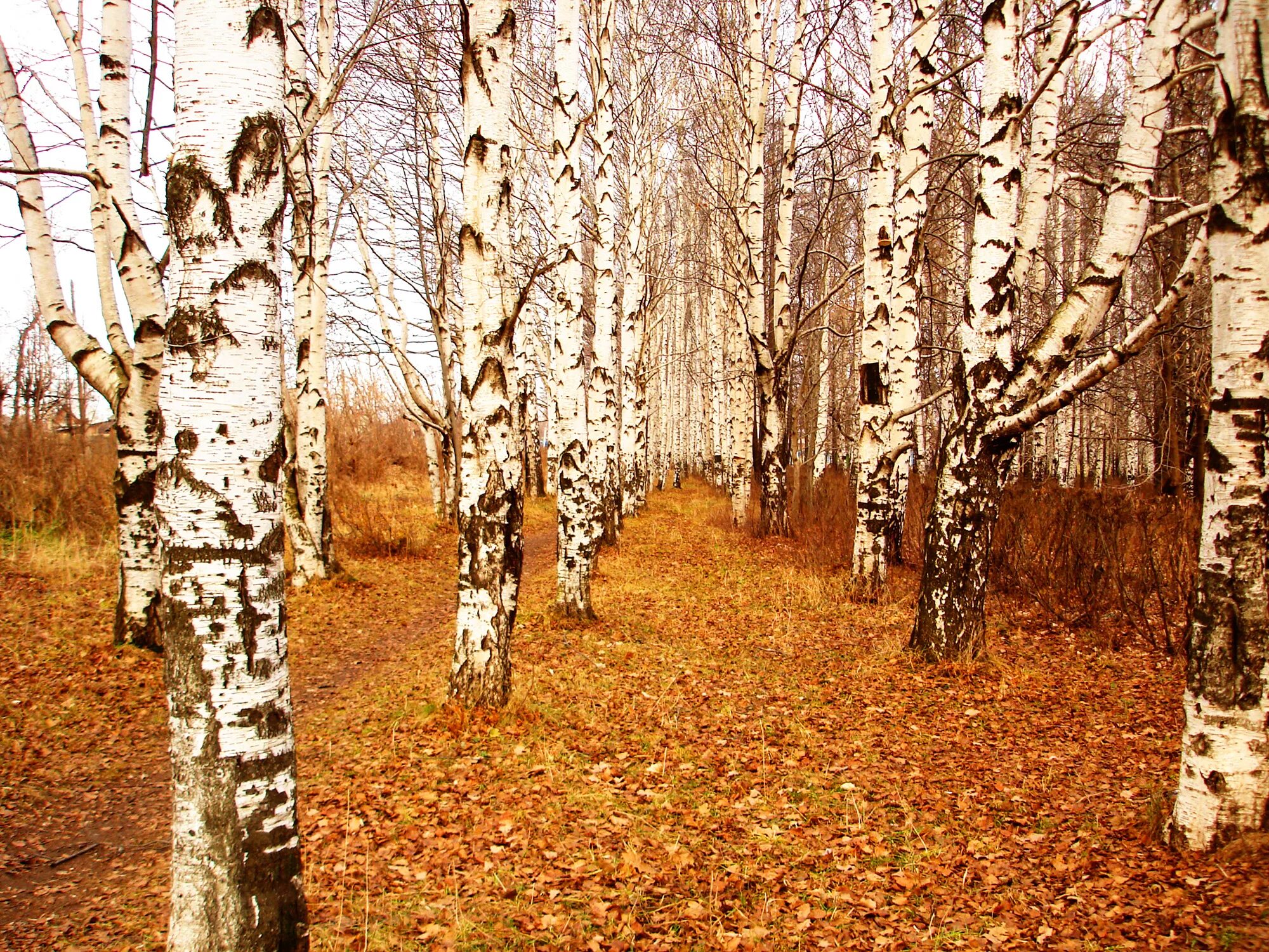осенняя береза. осыпался березы. осыпался березы. листопад березы. природа березы.