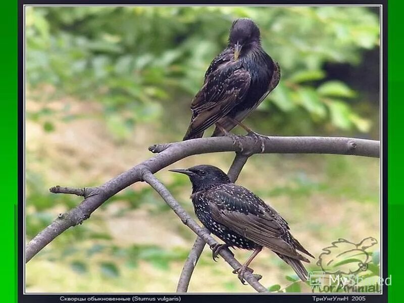 иллюстрация к рассказу куприна скворцы. рассказ скворцы куприн. произведение куприна скворцы. скворечники подмосковье. куприн скворцы.