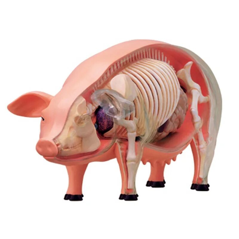 Расположение органов у свиньи Fetal Pig dissection Pig dissection, Dissection, Teaching biology