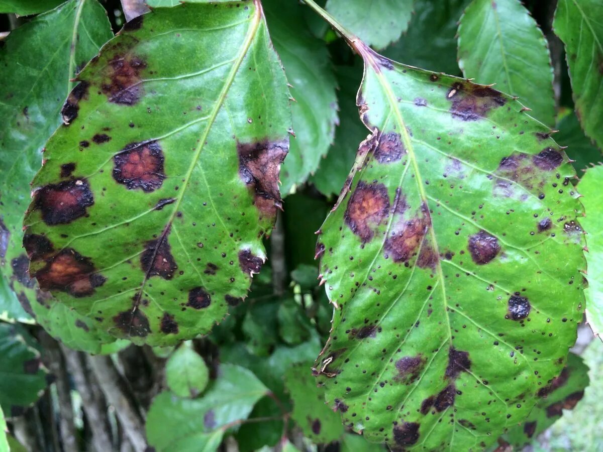 Plant disease. Септориозная пятнистость. Септориоз яблони септориоз. Фитофтороз, альтернариоз. Церкоспороз на гортензии.