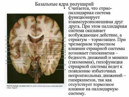 Скопления серого вещества полушарий