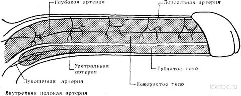Что делать если в члене есть