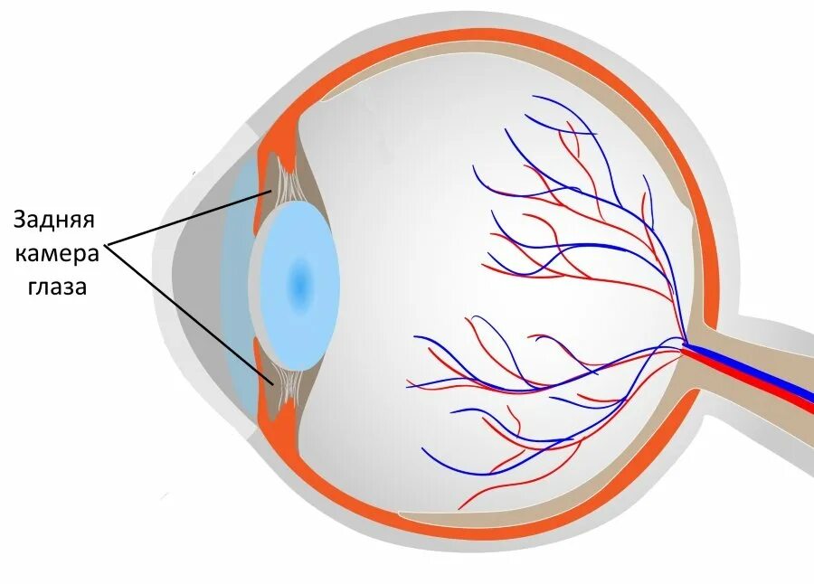 Задняя камера глазного яблока. Анатомия. Функции передней и задней камеры глаза. Задняя камера глаза ограничена спереди. Строение глаза передняя камера.