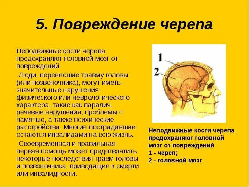 Неподвижные кости черепа. Разрыв черепной коробки. Травмы черепа и головного мозга