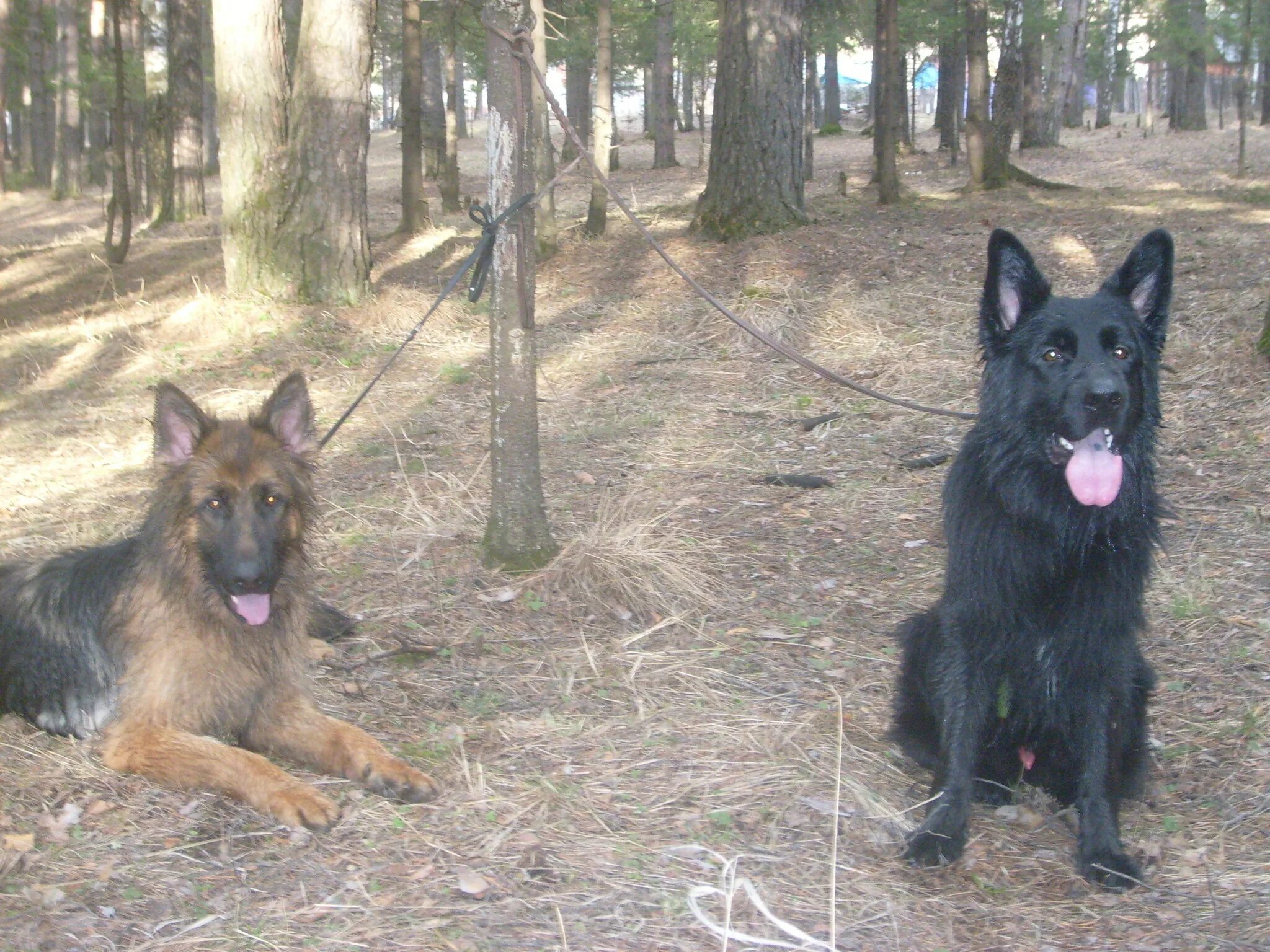 Немецкие овчарки иркутск. Чистокровная немецкая овчарка короткошерстная. Немецкие овчарки иркутск. Нико овчарка призер россии. Найдена немецкая овчарка иркутск.
