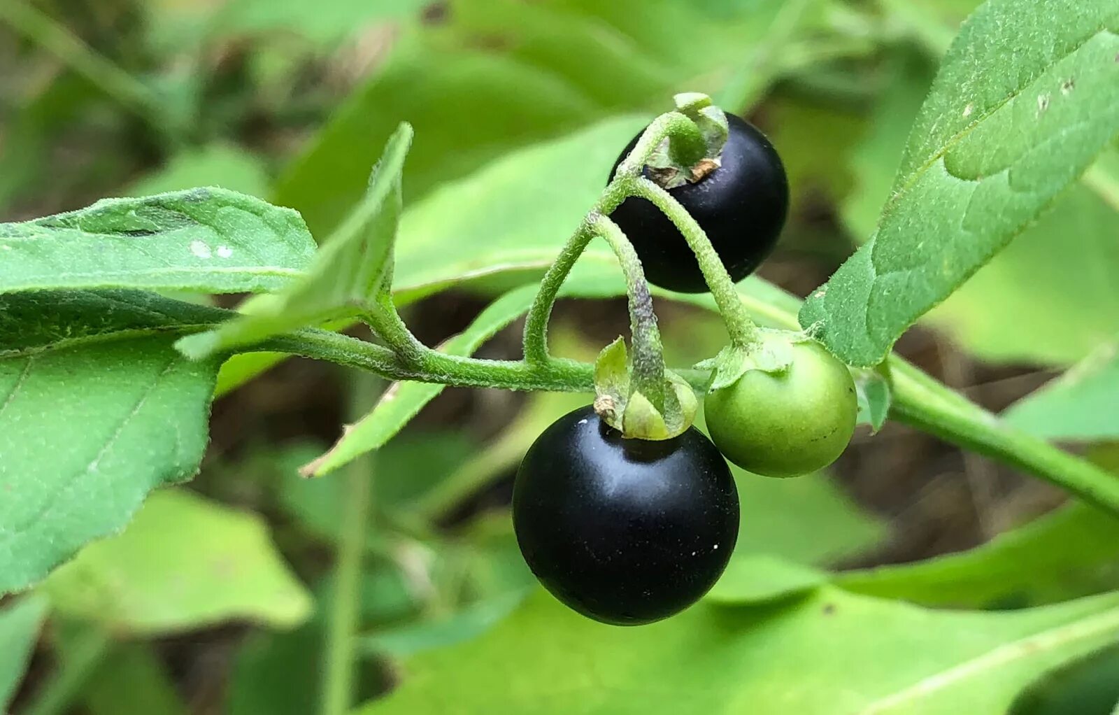 Паслена земле. Nightshade — белладонна. Паслен ядовитый. Паслён чёрный.