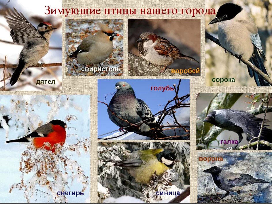 Какие птицы зимуют в городе. Зимующие птицы южного урала. зимующие птицы в городе. зимние птицы названия. птицы средней полосы зимой.