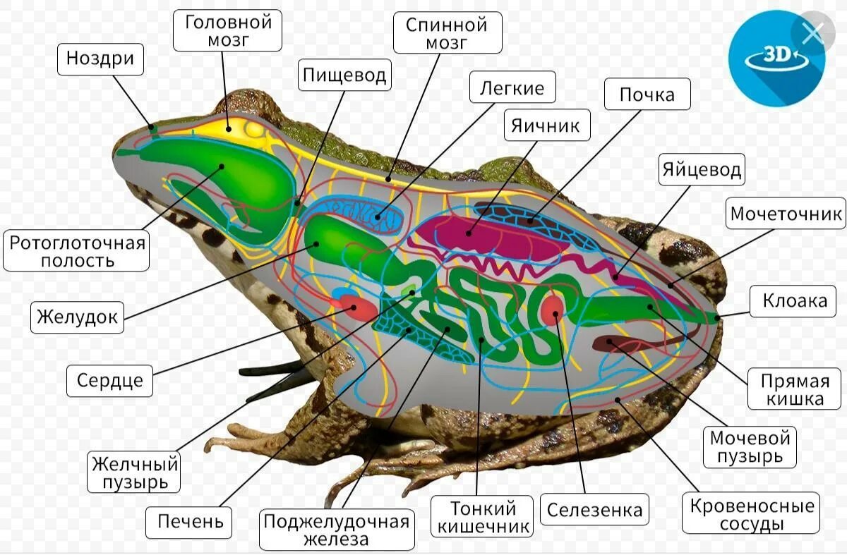Внутреннее строение амфибии лягушки. Внутреннее строение земноводного лягушки. Внутреннее строение бесхвостых амфибий. Внутреннее строение земноводных лягушка. Тело земноводных состоит из