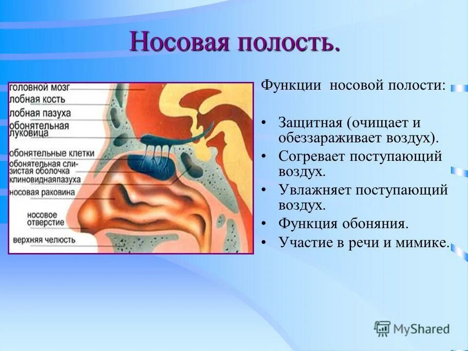 В полости носа происходит. Полость носа строение и функции. дыхательная система носовая полость строение и функции. опишите строение носовой полости. функции полости носа анатомия.