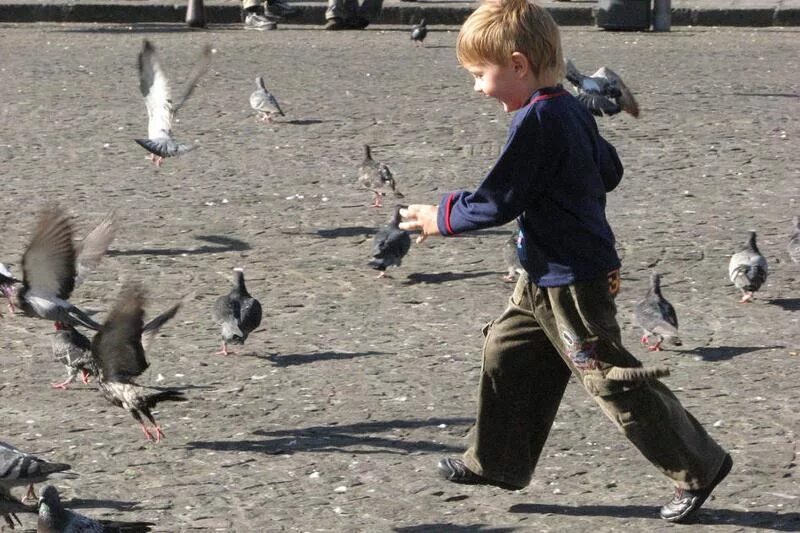 Мальчик гоняет. Голубей гонять. Голубь бежит. Дети гоняют птиц. Малыш бежит за голубями.