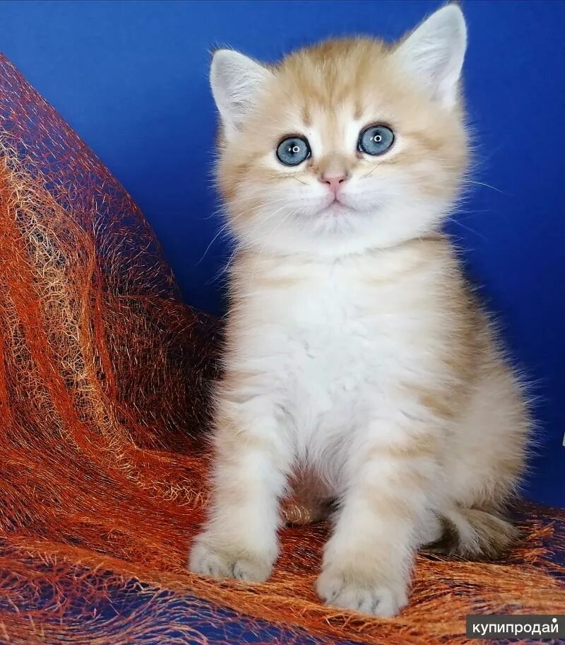 Золотые британцы котята. Британская кошка золотая шиншилла. Кот британец золотая шиншилла. Ny 24 золотая шиншилла. Британец золотая шиншилла.