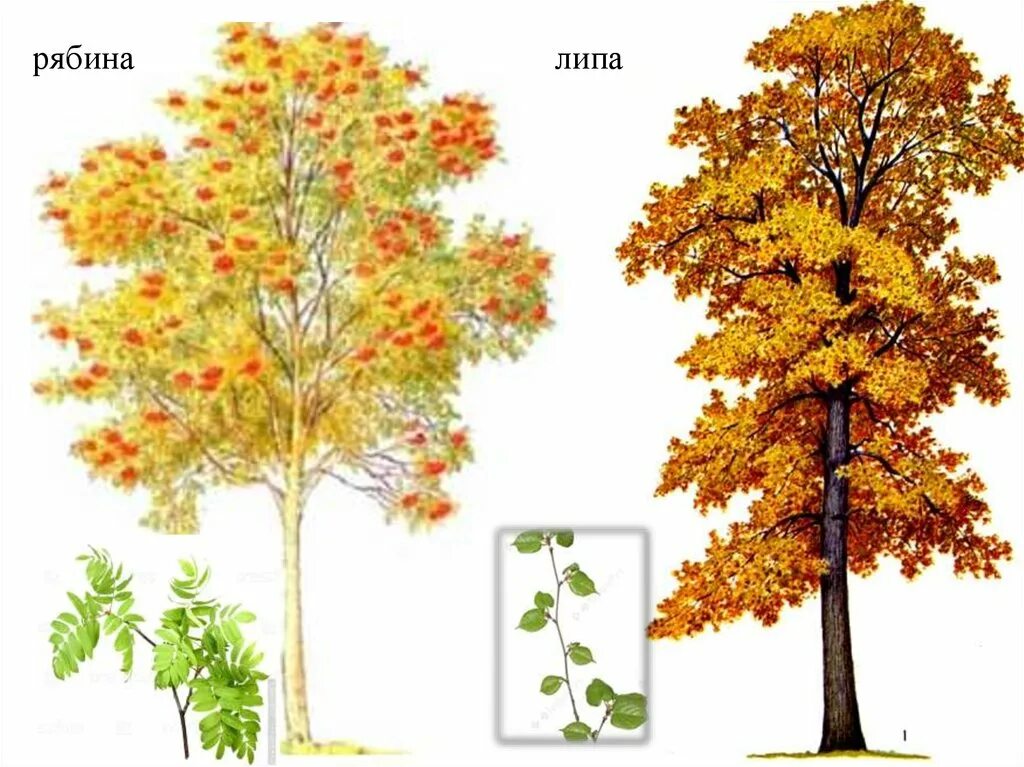 Осенние деревья с названиями. Деревья осенью для детей. Дерево картинка для детей. Осенняя рябина дерево. Рябина и клен дерево