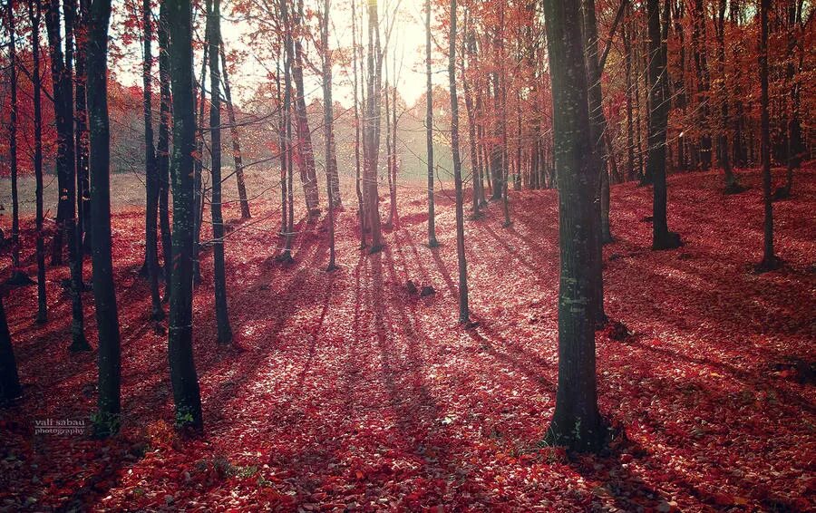 Красный лес участок. Рыжий лес Чернобыль. Красный лес Припять. Рыжий лес ЧАЭС. Красный лес Чернобыля.