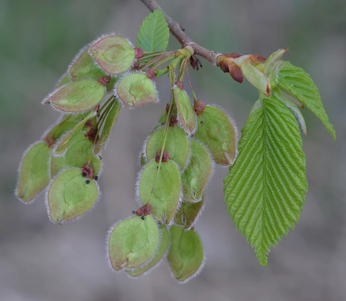 Карагач описание. Вяз гладкий (Ulmus laevis). Вяз обыкновенный, гладкий (Ulmus laevis). Вяз гладкий Ulmus laevis семена. Вяз гладкий плод.