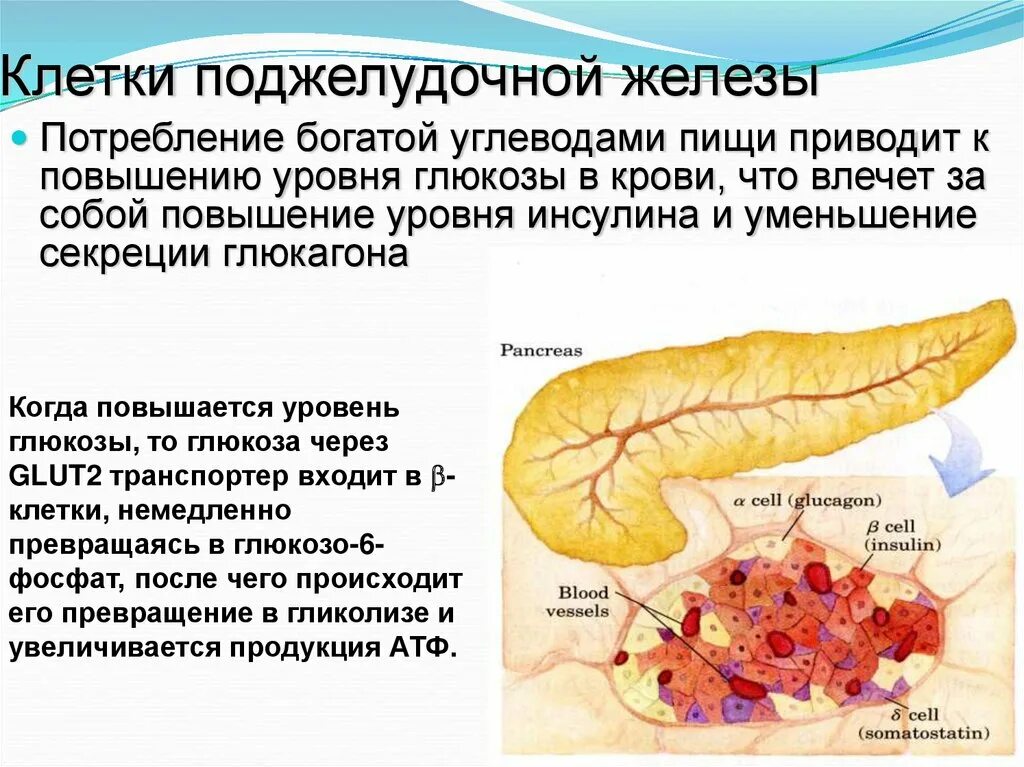4 стадия поджелудочной железы сколько живут. Альфа клетки поджелудочной железы вырабатывают. Строение бета клетки поджелудочной железы. Клетки Лангерганса поджелудочной. Клетки островков Лангерганса поджелудочной железы.