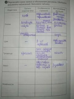 Таблицы особенности строения птицы