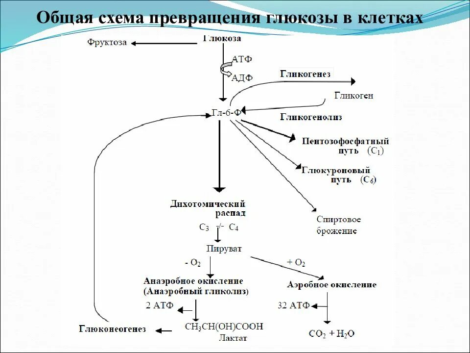 Общая схема превращения Глюкозы в организме. Общая схема энергетического обмена Глюкозы. Схема превращения Глюкозы в клетках. Схема процесса превращения Глюкозы в печени. Последовательность процессов при окислении фруктозы