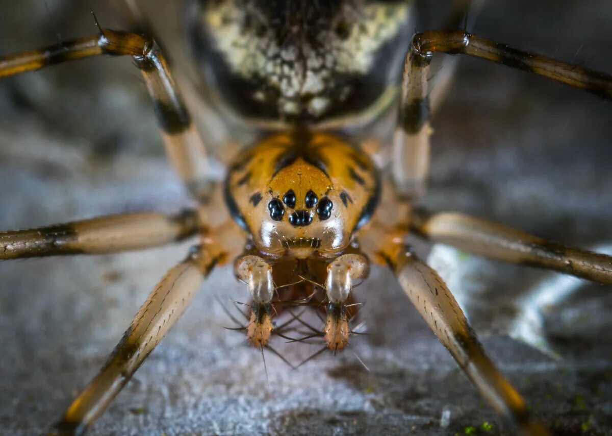Reading spider