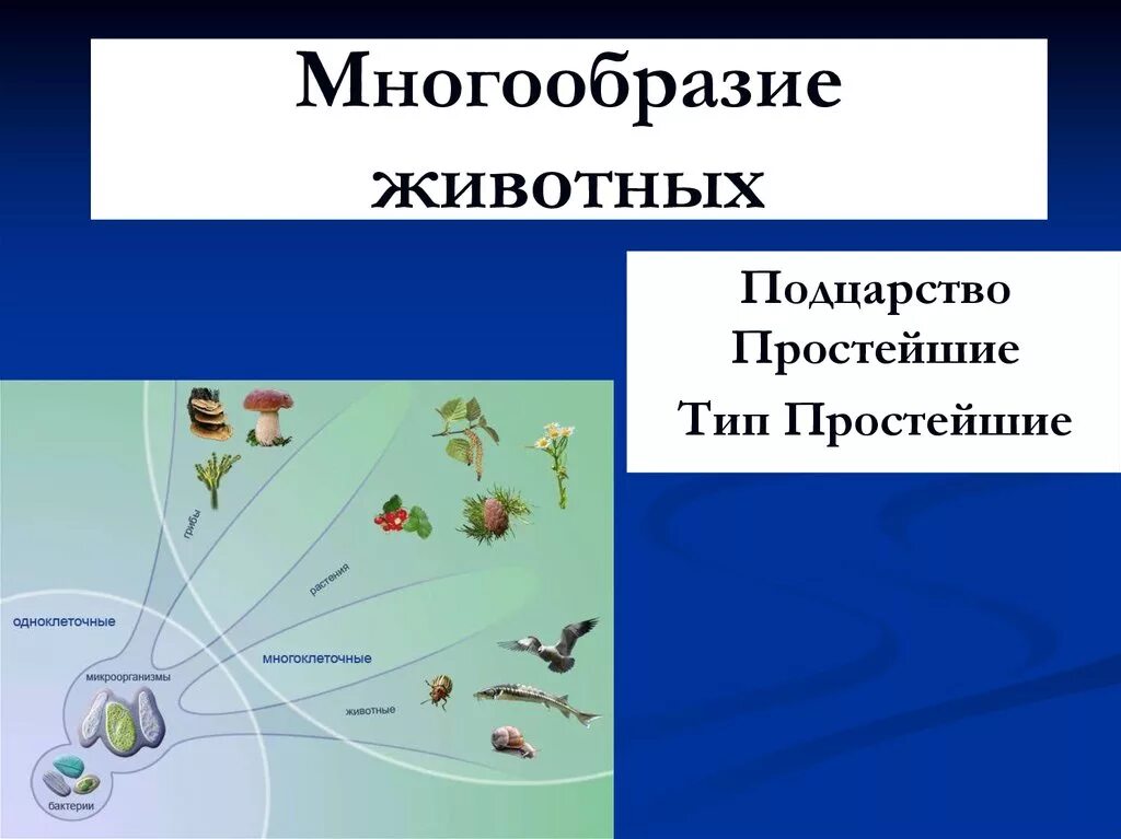 Особенности многообразие животных. Многообразие животных Подцарство. Подцарство простейшие типы. Тип простейшие. Многообразие простейших животных.