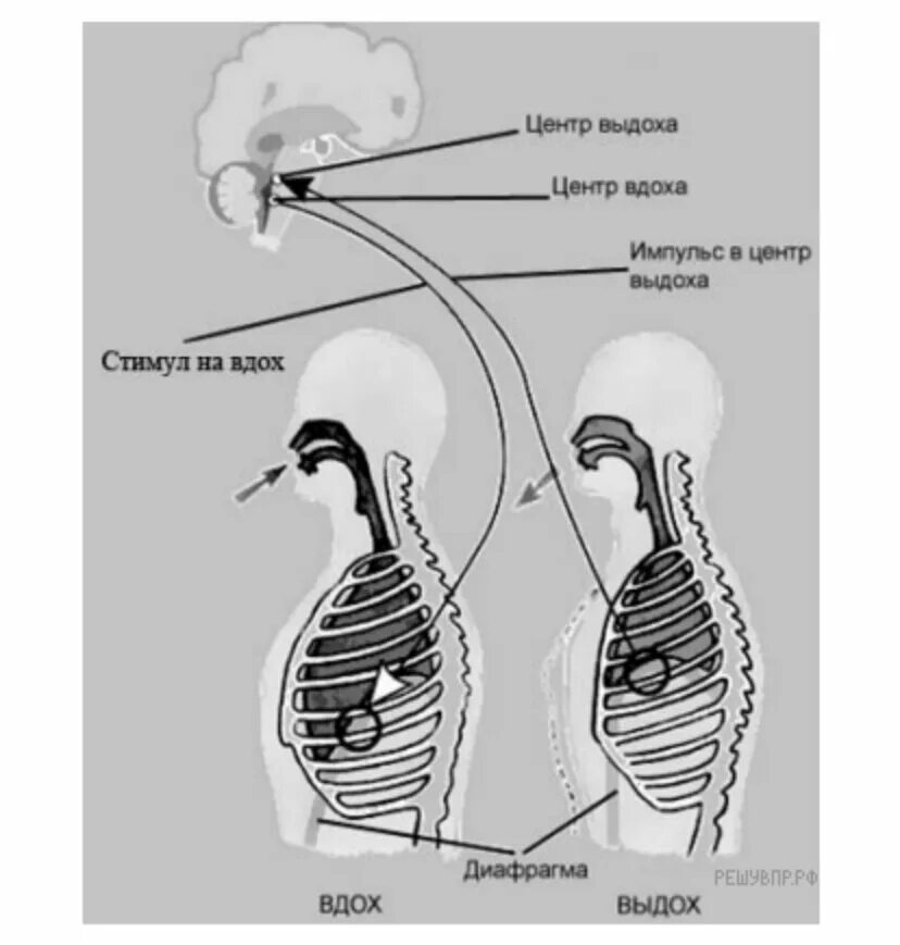 Вдох выдох выдох впр. Регуляция дыхания общее свойства живых систем. Регуляция дыхания вдох и выдох. Схема вдоха и выдоха человека. Схема системы вдоха.