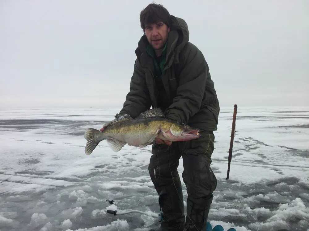 Где судак зимой. Судак зимой 9кг. вибы для судака зимней рыбалки. судак зимой со льда. огромный судак зимой.