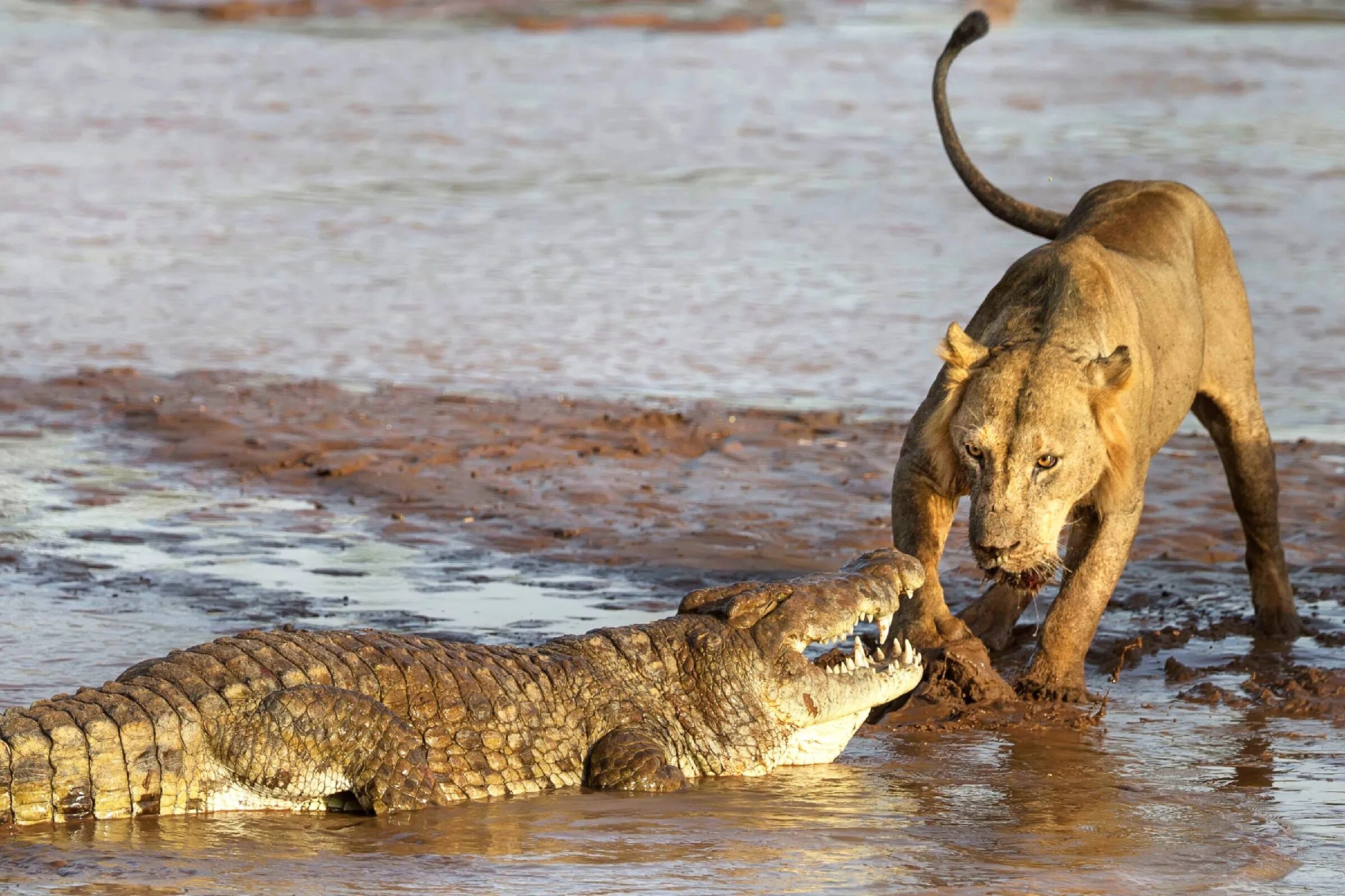 Нильский крокодил. Нильский крокодил охота. Нильский крокодил против Льва. Нильский крокодил ест крокодил.
