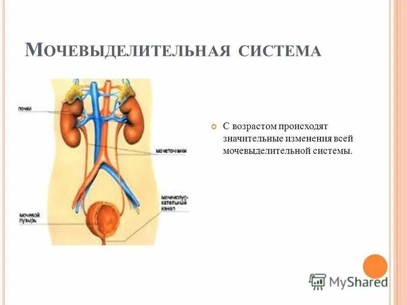 Возрастные особенности мочеобразования и мочевыделения. Изменения системы мочевыделения при старении. Возрастные изменения при старении мочевыделительной системы. Афо мочевыделительной системы у лиц пожилого и старческого возраста. Концентрационная способность почек.