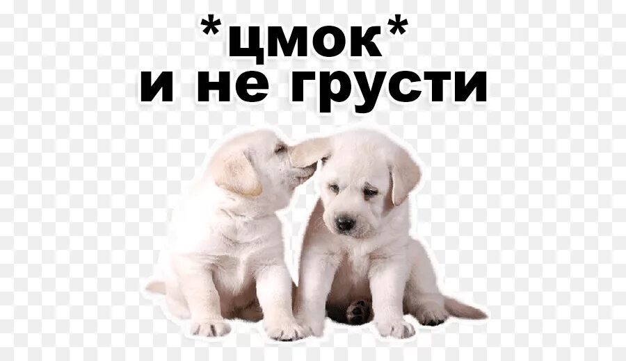 Не грусти зятек. Не грусти. собака не грусти. открытки с надписью не грусти. не грусти я тебя люблю.