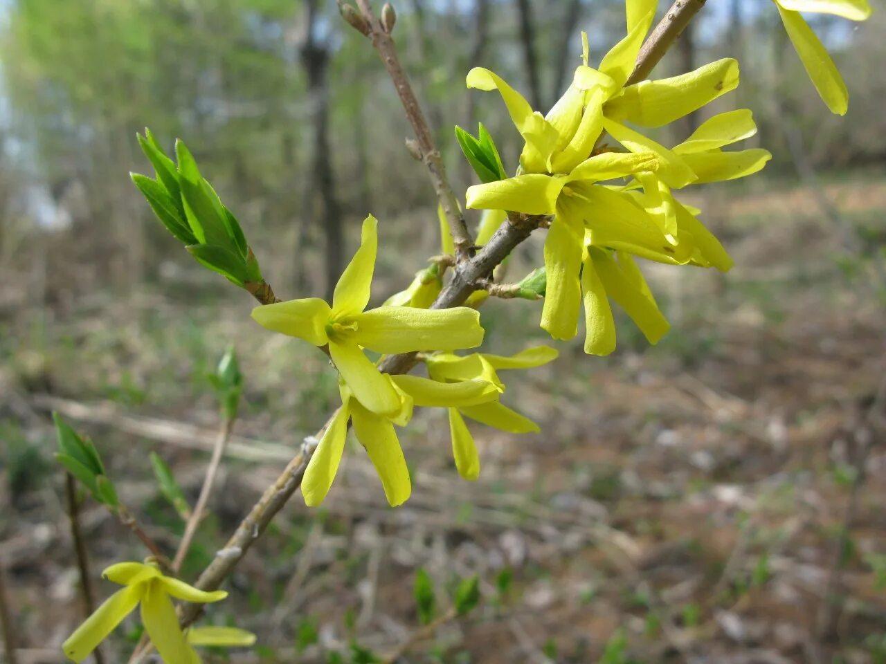 Форзиция ovata. Форзиция яйцевидная. Форзиция Forsythia ovata.. Форзиция яйцевидная (Forsythia ovata). Куст желтого цвета весной