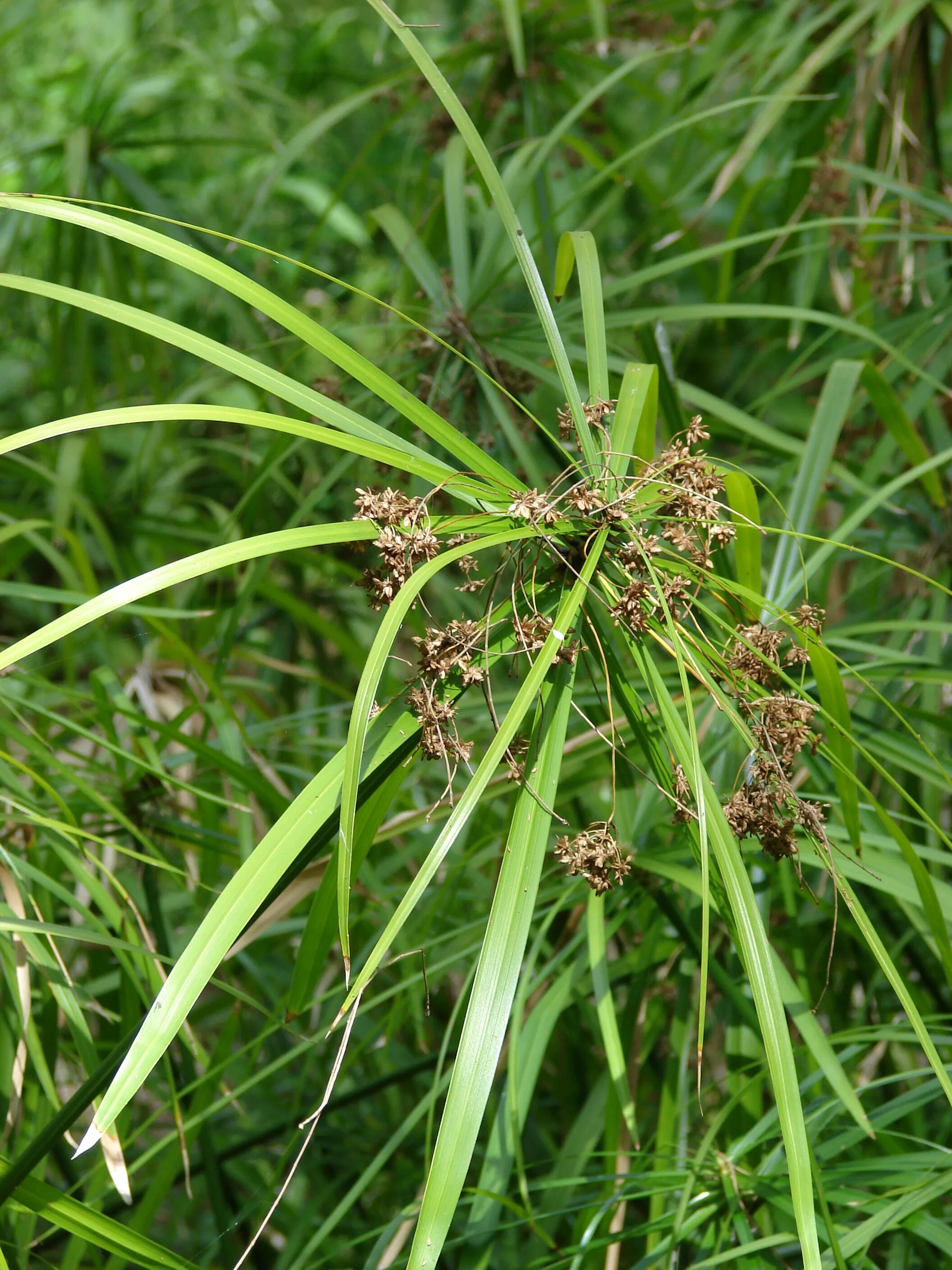 Циперус ротундус. Cyperus oil. Папирус растение египет. Cyperus involucratus. Циперус очереднолистный.