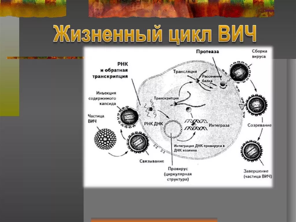 Цикл развития вируса СПИДА. Строение вируса ВИЧ И жизненный цикл. Этапы жизненного цикла вируса иммунодефицита человека. Жизненный цикл вируса ВИЧ.