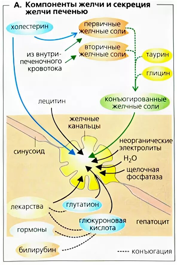 Желчь содержит белок. Схема механизма образования желчи. Секреция желчных кислот в печени. Механизм секреции желчи. Функции компонентов желчи.